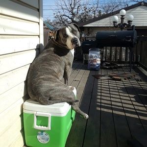 Meet your Posher, Dane